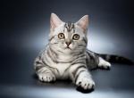 Quincy - British Shorthair Kitten For Sale - Gurnee, IL, US