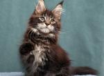 Nikita Polydactyl - Maine Coon Kitten For Sale - Houston, TX, US