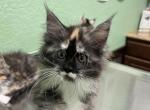 CFa reg squirt - Maine Coon Kitten For Sale - San Antonio, TX, US