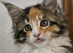 CFA registration mew - Maine Coon Kitten For Sale - San Antonio, TX, US