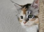 CFa reg cali - Maine Coon Kitten For Sale - San Antonio, TX, US