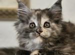 CFA reg lil frankie - Maine Coon Kitten For Sale - San Antonio, TX, US