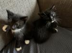 Ying and yang - Russian Blue Kitten For Sale - 