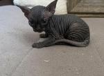 Bebe 2 - Sphynx Cat For Sale - Chicago, IL, US