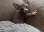 Minion 1 - Bambino Kitten For Sale - Chicago, IL, US