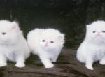 Solid white Persians - Persian Kitten For Sale - 