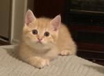 Sunny kittens - Scottish Fold Kitten For Sale - Philadelphia, NY, US