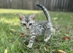 Barbie the Charcoal Silver Bengal - Bengal Kitten For Sale - 
