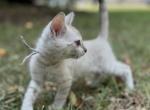 Lola the Snow Bengal - Bengal Kitten For Sale - 