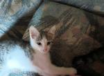 Little man - Domestic Kitten For Sale - Randallstown, MD, US