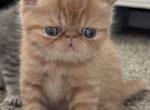 Red tabby boy - Exotic Kitten For Sale - Standish, ME, US