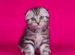 Noby - Scottish Fold Kitten For Sale - Norwalk, CT, US