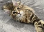 Baby Face - Maine Coon Kitten For Sale - Bryn Athyn, PA, US