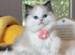 R015 - Ragdoll Kitten For Sale - Temple City, CA, US