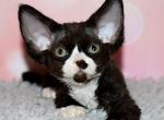 Hilary - Devon Rex Kitten For Sale - Norwalk, CT, US