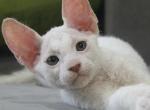 Villy - Donskoy Kitten For Sale - Pembroke Pines, FL, US