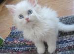 All White Part Persian - Persian Kitten For Sale - Grand Island, NE, US