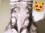 Ace WittyKittyCoon - Maine Coon Cat For Sale/Service - 