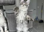 SilkyAmber Yvette - Maine Coon Kitten For Sale - Bradenton, FL, US