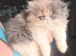 Cfa dilute calico - Persian Kitten For Sale - Woodburn, IN, US