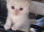 Phineas - Scottish Fold Kitten For Sale - Denver, CO, US