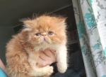 Red tabby male persian kitten - Persian Kitten For Sale - Woodburn, IN, US