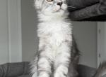 SilkyAmber Yolanta - Maine Coon Kitten For Sale - 