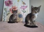 Sasha & Tasha - Domestic Kitten For Adoption - Covington, KY, US
