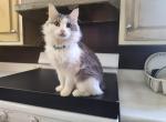 Heavenly - Domestic Cat For Adoption - Covington, KY, US