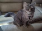 Stormi - Domestic Kitten For Adoption - Covington, KY, US