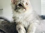 SilkyAmber Yves - Maine Coon Kitten For Sale - 