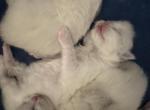 Pure bred Bicolor kittens - Ragdoll Kitten For Sale - Beavercreek, OH, US