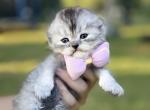 Smoke color girl - Scottish Fold Kitten For Sale - Sun City Center, FL, US