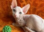 Lytik - Sphynx Kitten For Sale - 