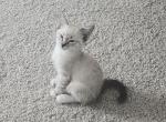 Ragamese Kitten  Thor - Ragdoll Kitten For Sale - Las Vegas, NV, US
