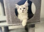 SilkyAmber Yam Yam - Maine Coon Kitten For Sale - 