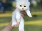 Red silver bicolor boy - Scottish Fold Kitten For Sale - Sun City Center, FL, US