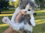 Blue Harlequin LH girl - Scottish Straight Kitten For Sale - Sun City Center, FL, US