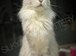 SilkyAmber Shalimar - Maine Coon Cat For Sale/Retired Breeding - 