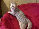 Scottish fold - Domestic Kitten For Sale - Westfield, MA, US
