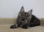 Victoria - Maine Coon Kitten For Sale - NY, US
