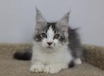 Martin - Maine Coon Kitten For Sale - NY, US