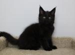 Theodore - Maine Coon Kitten For Sale - NY, US