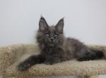 Marshall - Maine Coon Kitten For Sale - NY, US