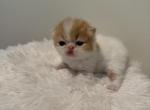Alex - Persian Kitten For Sale - Voorhees, NJ, US
