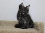 Dionysus - Maine Coon Kitten For Sale - NY, US