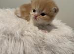 Alvin - Persian Kitten For Sale - Voorhees, NJ, US