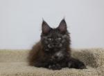 Leon - Maine Coon Kitten For Sale - NY, US