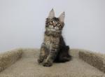 Sam - Maine Coon Kitten For Sale - NY, US