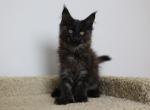 Jerome - Maine Coon Kitten For Sale - NY, US